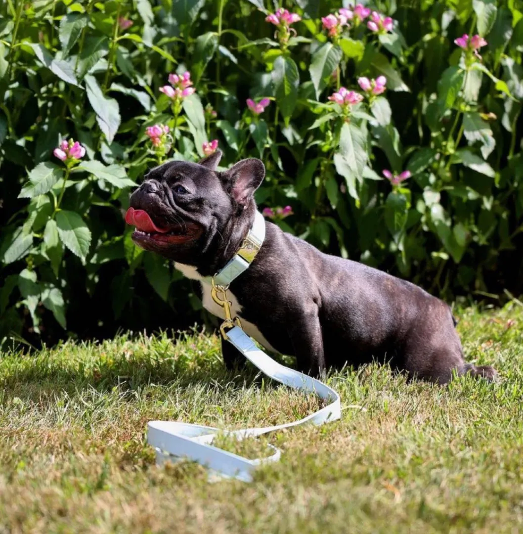 Baby Blue Leash