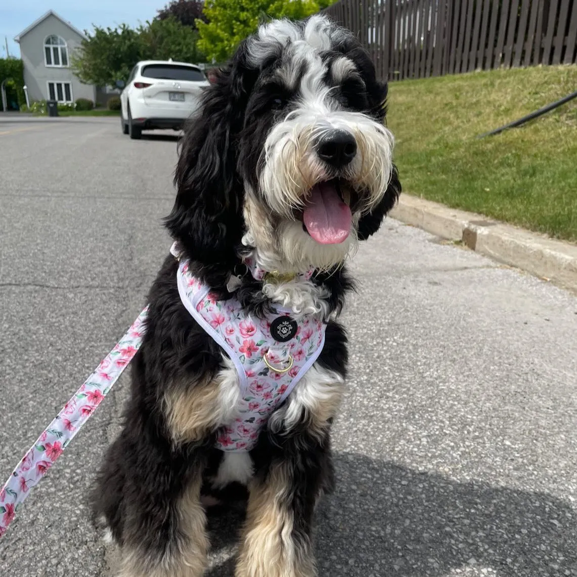 Daisy Harness