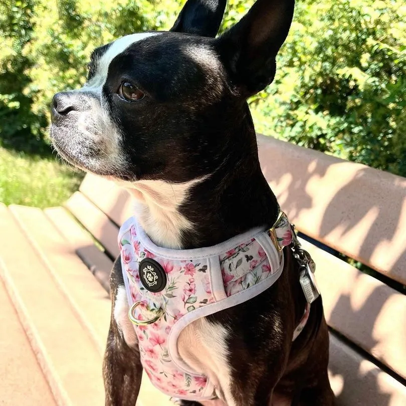 Daisy Harness