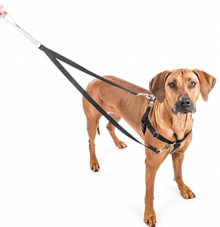 Freedom No-Pull Harness & Leash (Neon Orange/Black) For Dogs